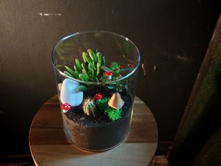 Terariu mare cu cactus si suculente