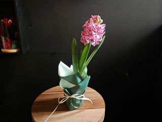 Set 5 zambile la ghiveci