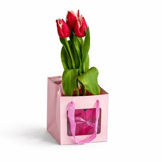 Lalea ghiveci in punga cadou