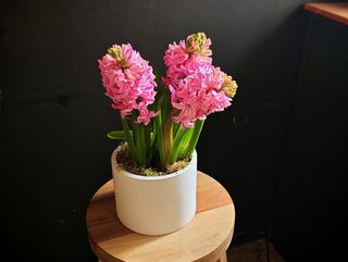 Aranjament cu zambile la ghiveci