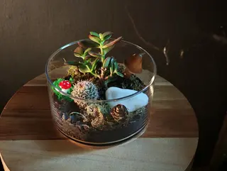 Terariuc mic cu cactus si suculente