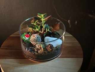 Terariuc mic cu cactus si suculente