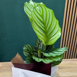 Calathea ghiveci