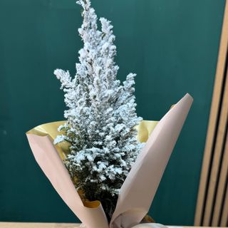 Brăduț înzăpezit