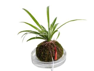 Kokedama cu Planta Paianjen