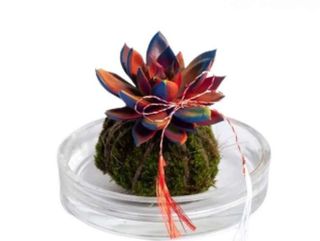 Kokedama cu Echeveria