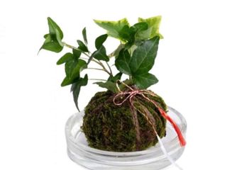 Kokedama cu Iedera