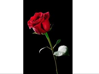 Trandafir Rosu la Fir