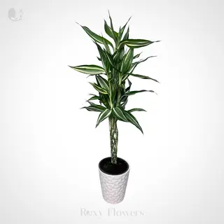 Dracenia Sanderiana în ghiveci mediu
