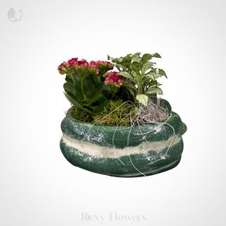 Terariu decorativ în vas ardei