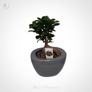 Ficus bonsai 20 cm