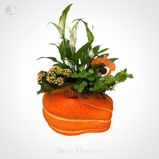 Terariu decorativ în vas de dovleac