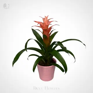 Guzmania