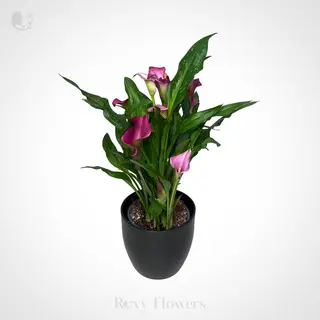 Calla Lily (Zantedeschia) în ghiveci mediu