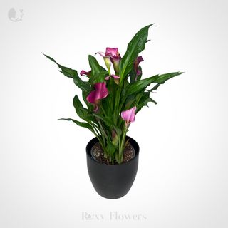 Calla Lily (Zantedeschia) în ghiveci mediu