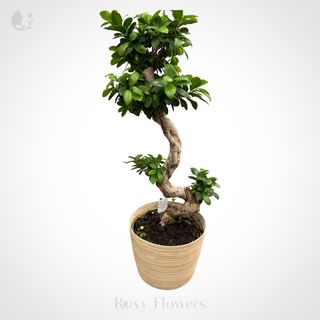 Pom bonsai în Ghiveci Mare