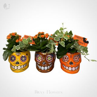 Terariu decorativ în vas craniu