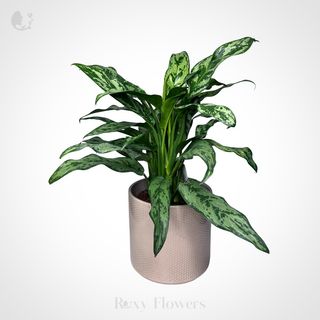 Aglaonema în ghiveci mare