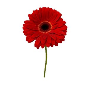 Gerbera rosie