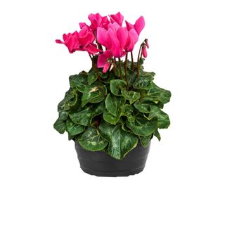 Cyclamen