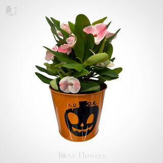 Euphorbia în Ghiveci Mediu