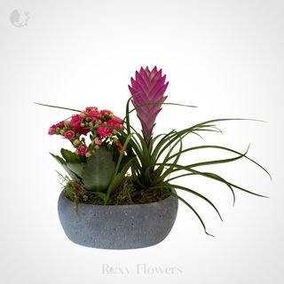 Terariu în ghiveci - Pădure Fermecată