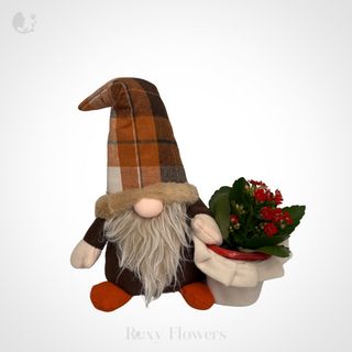 Aranjament calandiva cu gnom