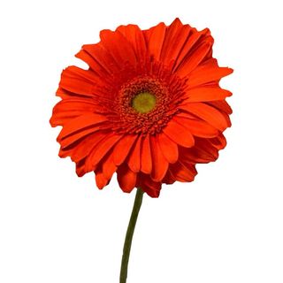 Gerbera portocalie