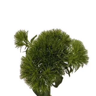 Green-trick