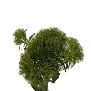 Green-trick