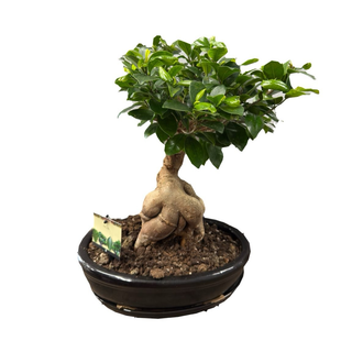 Bonsai
