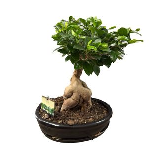 Bonsai