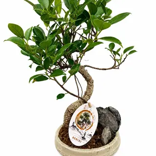 Ficus Bonsai 40 cm