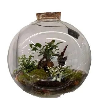Terariu cu plante