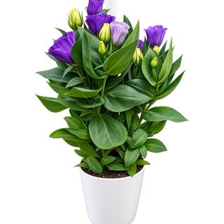 Eustoma la ghiveci