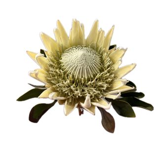 King Protea