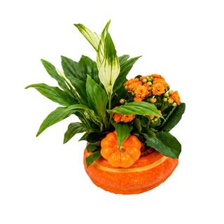 Aranjament din plante in dovleac