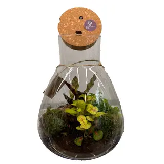 Terariu cu plante