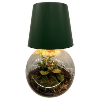 Terariu Luminos cu Plante