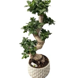 Ficus Bonsai