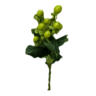 Hipericum verde