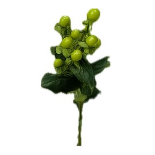 Hipericum verde