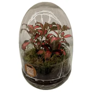 Terariu cu plante in forma ovala