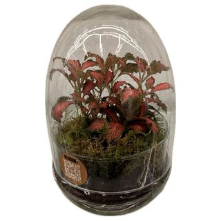 Terariu cu plante in forma ovala