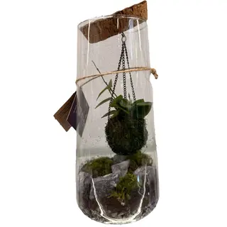 Terariu cu plante