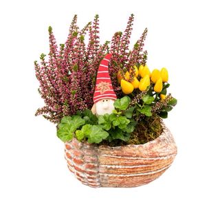 Aranjament plante in ghinda
