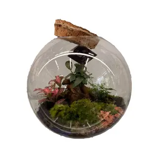 Terariu cu plante