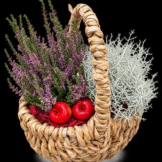 Aranjament plante tip cosulet
