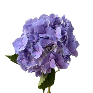 Hortensie albastră