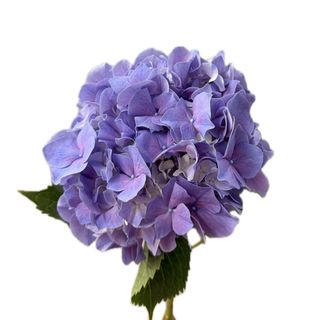 Hortensie albastră